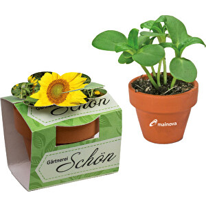 Tontöpfchen-Blume - Sonnenblume , individuell, Saatgut,Papier,Ton,Erde, 4,00cm (Höhe)