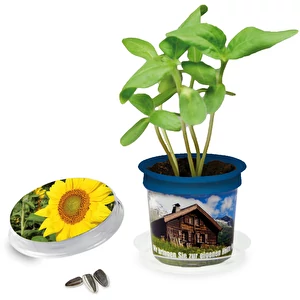 Pot Florero avec graines - bleu ...