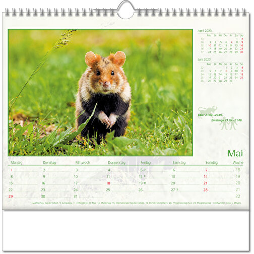 Bildkalender 'Tierwelt' , Papier, 28,00cm x 30,00cm (Höhe x Breite), Bild 6