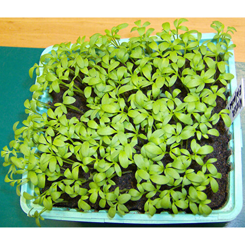 Pflanzeimerchen Mit Samen - Gartenkresse , individuell, Zinkblech, Saatgut, Papier, Erde, 5,50cm (Höhe), Bild 2