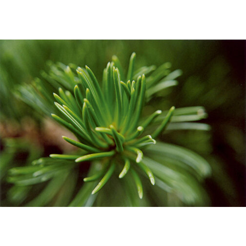 Växtskopa - Spruce, Bild 2