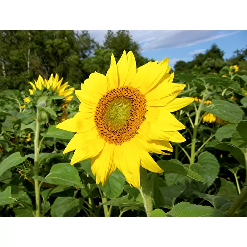 Pot cube bois maxi avec graines - Tournesol, 1 sites gravés au laser, Image 2