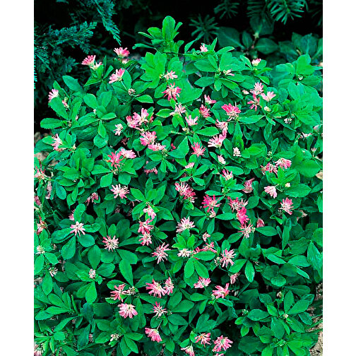 Planteringsvirke Maxi inkl. 1 sida laserad - Persisk klöver, Bild 2