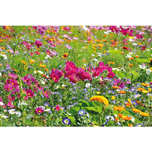 Pflanz-Stick Mit Samen - Sommerblumenmischung , Holz, Papier, Wachs, Saatgut, 5,50cm x 8,00cm (Länge x Breite), Bild 2