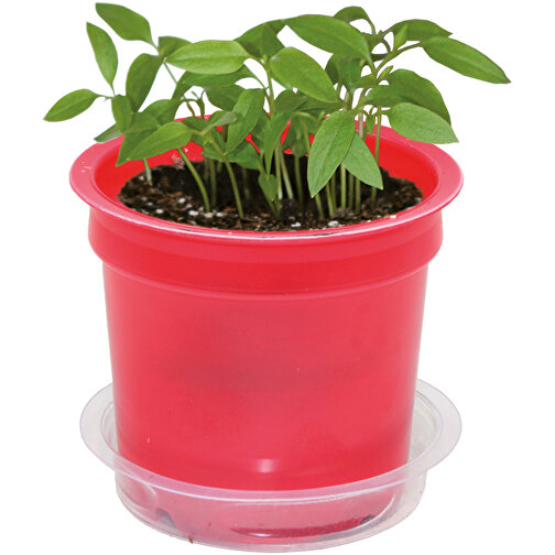 Florero-Töpfchen Mit Samen - Rot - Gewürzpaprika , rot, Saatgut, Papier, Erde, Kunststoff, 5,00cm (Höhe), Bild 5