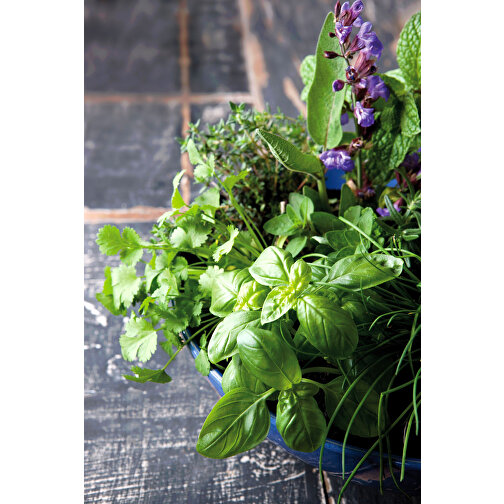Pot Florero avec graines - bleu - Mélange d herbes aromatiques, Image 2
