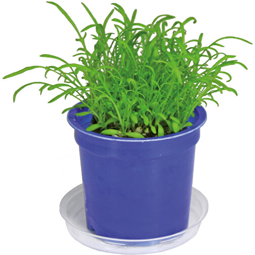 Pot Florero avec graines - bleu - Cresson de jardin, Image 5