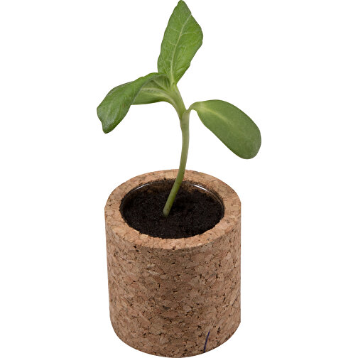Pot rond en liège avec graines - Basilic, Image 4