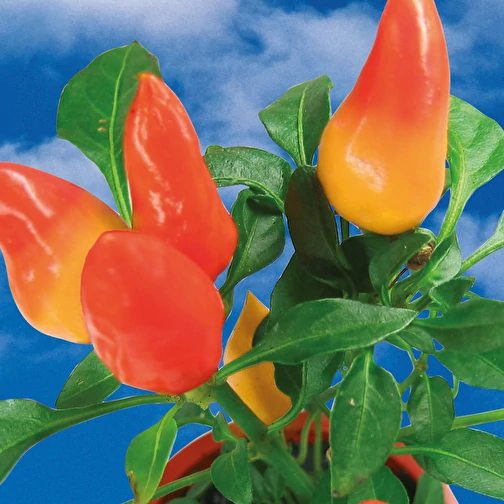 Mini pot terre cuite, fourreau complet - Piment, Image 6