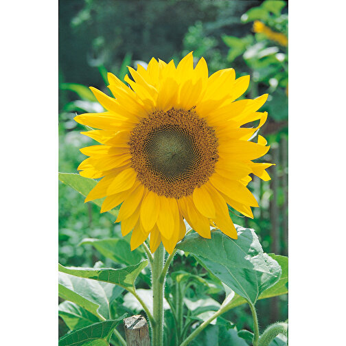 Pflanz-Kork Rund Mit Samen - Sonnenblume, Rundum-Lasergravur , individuell, Kork, Erde, Saatgut, Papier, 4,00cm (Höhe), Bild 4