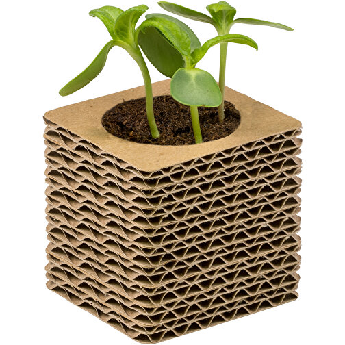 Pot cube mini en carton ondulé avec graines - Tournesol, Image 3