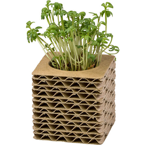 Pot cube mini en carton ondulé avec graines - Basilic, Image 4