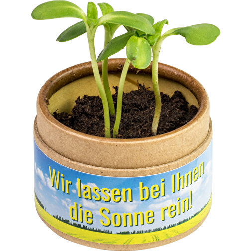 Tazza per piante - Basilico, Immagine 4