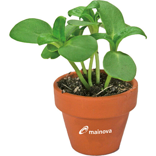 Tontöpfchen-Blume Mit Samen - Basilikum , individuell, Saatgut,Papier,Ton,Erde, 4,00cm (Höhe), Bild 3