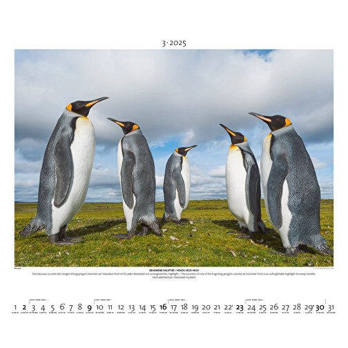 Starke Typen - Wildlife Photography , Papier, 49,50cm x 60,00cm (Höhe x Breite), Bild 4