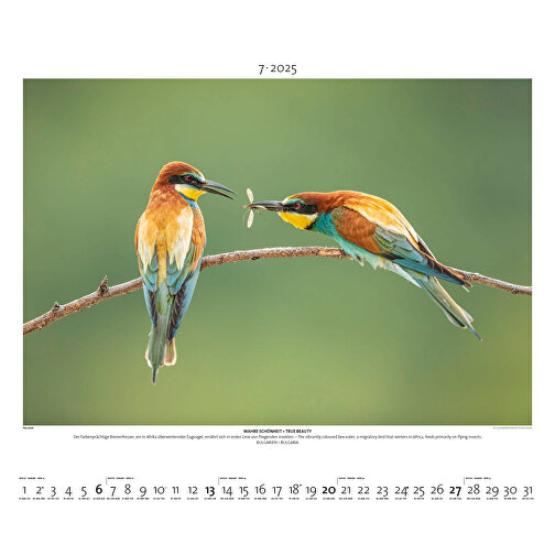Starke Typen - Wildlife Photography , Papier, 49,50cm x 60,00cm (Höhe x Breite), Bild 8