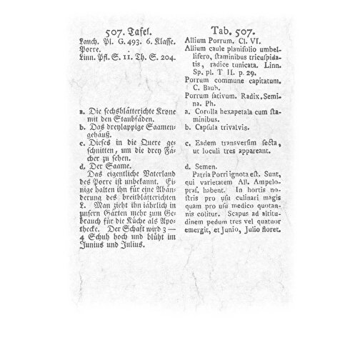 Aus Alten Pflanzenbüchern , Papier, 34,00cm x 23,70cm (Höhe x Breite), Bild 19