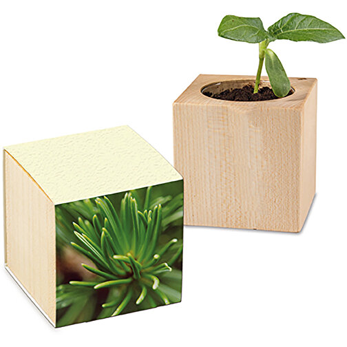Plantación de papel de hierba de madera - Abeto, Imagen 1