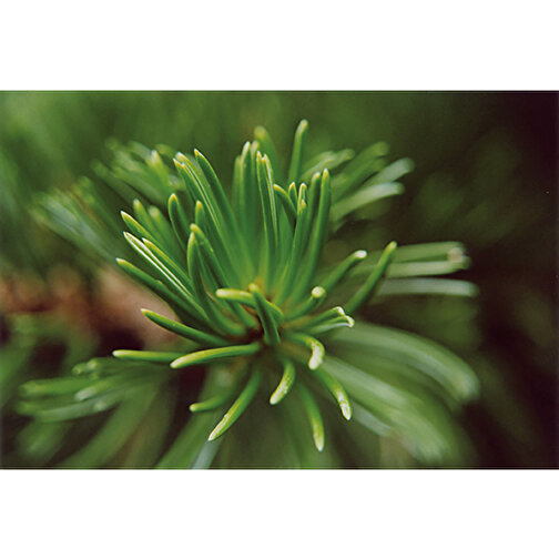 Plantning af trægræs papir - Spruce, Billede 3