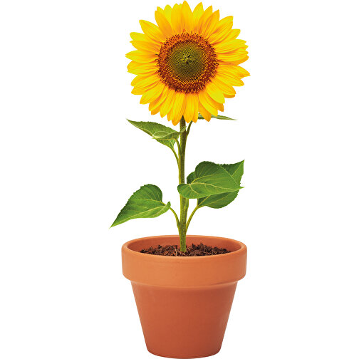 Sunflower , holzfarben, Terracotta, 6,00cm x 5,00cm x 5,50cm (Länge x Höhe x Breite), Bild 4