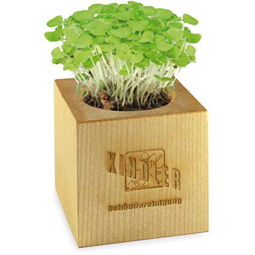 Pot cube bois maxi avec graines - Epicéa, Image 2
