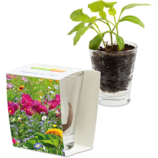 Caffeino-Glas Mit Samen - Sommerblumenmischung , Glas, Erde, Saatgut, Papier, 5,80cm x 7,00cm x 5,80cm (Länge x Höhe x Breite), Bild 1