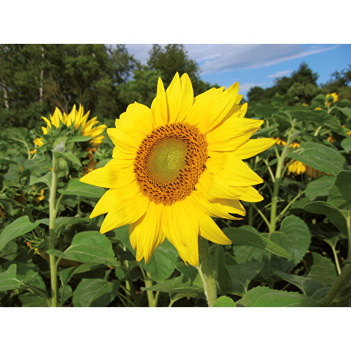 Scatola per ufficio in legno vegetale - Girasole, 1 lato laserato, Immagine 5