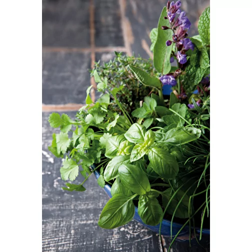 Pot cube boisde bureau en boite star-box avec graines - Mélange d herbes aromatiques, 1 sites grav, Image 5