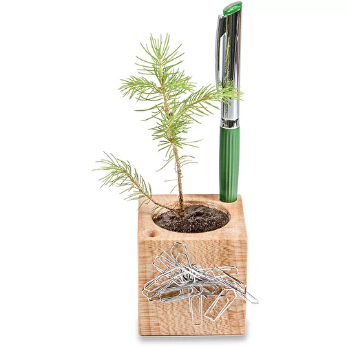 Pot cube boisde bureau en boite star-box avec graines - Piment, Image 3