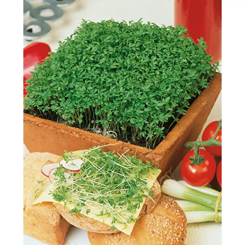 Pot cube bois Maxi en boite star-box avec graines - Cresson de jardin, 1 sites gravés au laser, Image 5