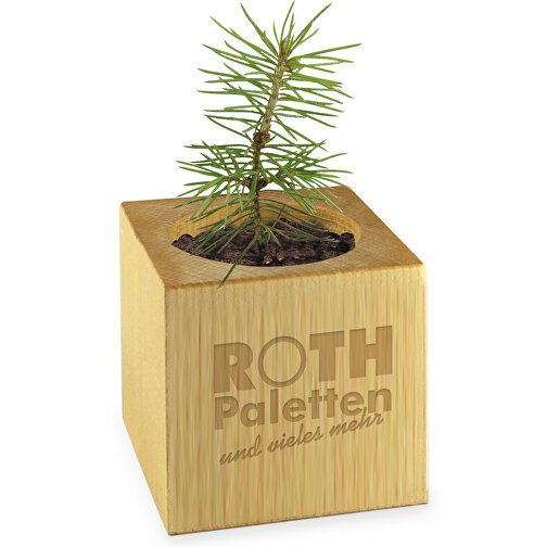 Pot cube bois mini en boite star-box avec graines - Cresson de jardin, 2 sites gravés au laser, Image 2