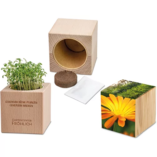 Plante-bois Grande avec graines - Souci, Image 1