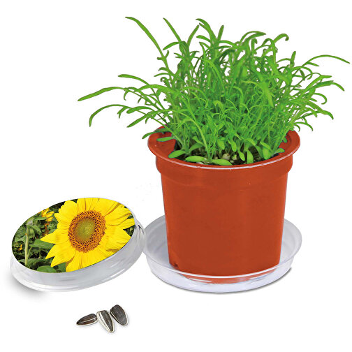 Florero-Töpfchen Mit Samen - Terracotta - Sonnenblume , terracotta, Saatgut, Papier, Erde, Kunststoff, 5,00cm (Höhe), Bild 1