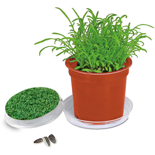Pot Florero avec graines - terre cuite- Cresson de jardin, Image 1
