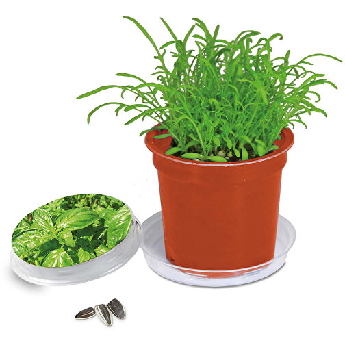 Pot Florero avec graines - terre cuite- Basilic, Image 1