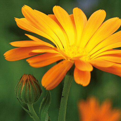 Plantetønde med frø - Marigold, Billede 4