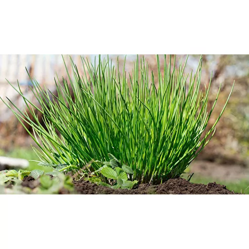 Plante-bois Grande avec graines - ciboulette, 1 sites gravés au laser, Image 5