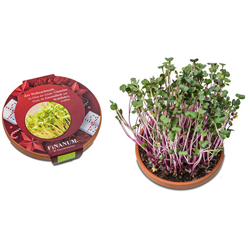 Vitaminbolle - Jul - Radish China Rose, Bilde 1