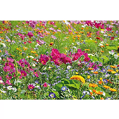 Bois de plantation Hexagon avec graines - Mélange de fleurs d\'été, Image 5