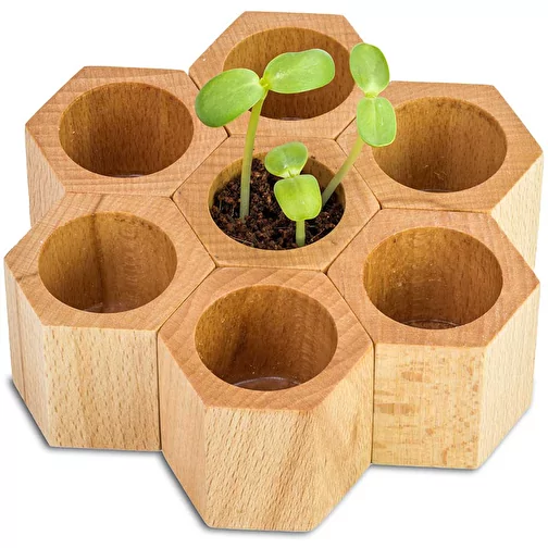 Hexagone à planter avec graines - Marguerite, Image 3